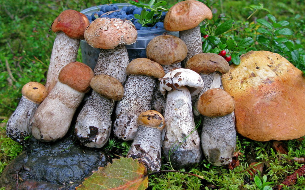 как не отравиться маринованными грибами